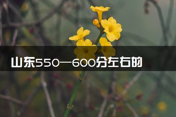 山东550—600分左右的好大学 什么学校值得报