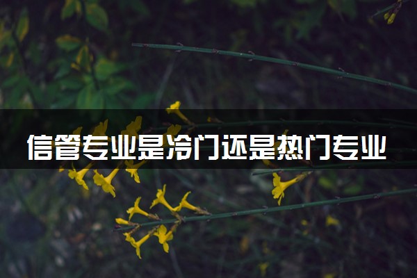 信管专业是冷门还是热门专业 就业前景怎么样
