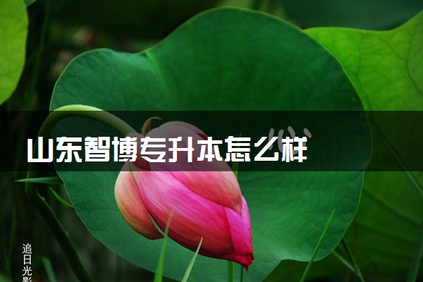 山东智博专升本怎么样